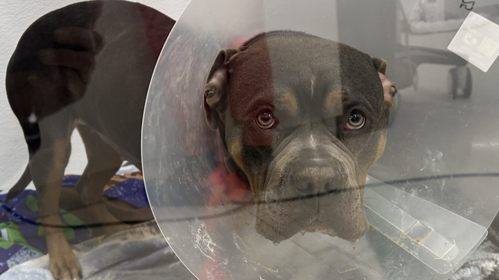 Please Help Me With Luna's Lifesaving Surgery campaign photo, 1 of 8