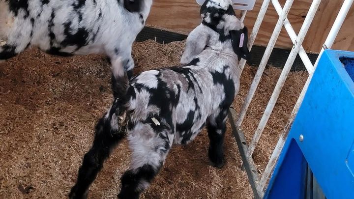 Help Us Start Our Family Goat Farm campaign photo, 1 of 7