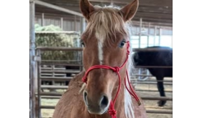 Save a Horse from Slaughter: Support Sweet Water campaign photo, 1 of 5