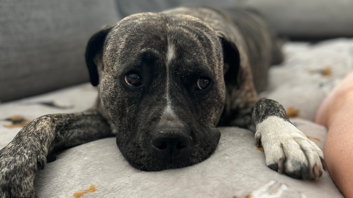 Help Luna get back on her feet for Christmas campaign photo, 1 of 8