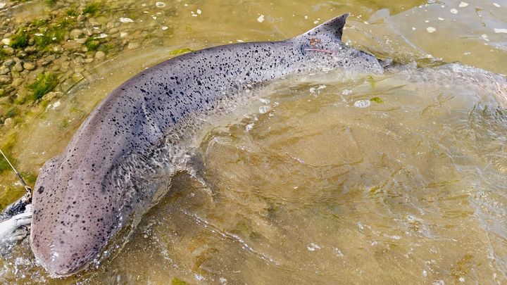 Help Protect Fishing Rights in Puget Sound campaign photo, 1 of 7