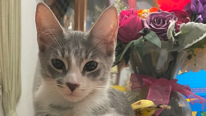 Save Greta: Urgent Surgery Needed campaign photo, 1 of 8