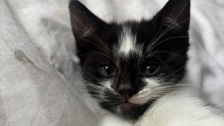 Please help me save Rascals little life. campaign photo, 1 of 8
