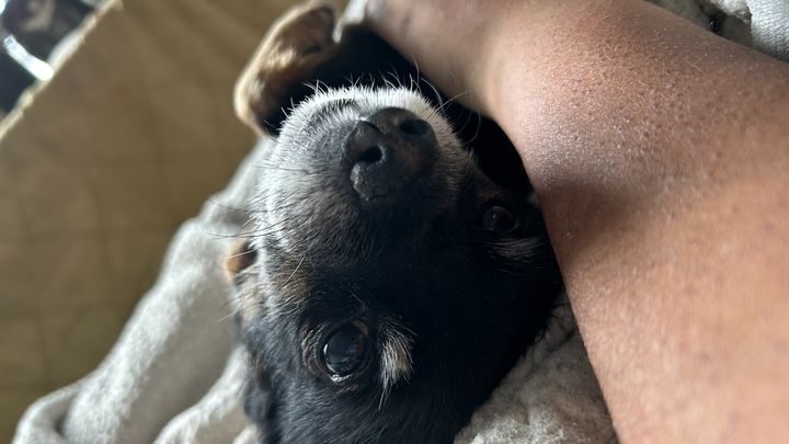 Help Roxy Get Life-Saving Surgery campaign photo, 1 of 7