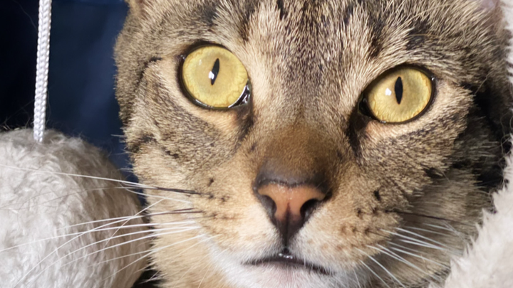 Help Save Duke – Our Gentle Little Fighter campaign photo, 1 of 8