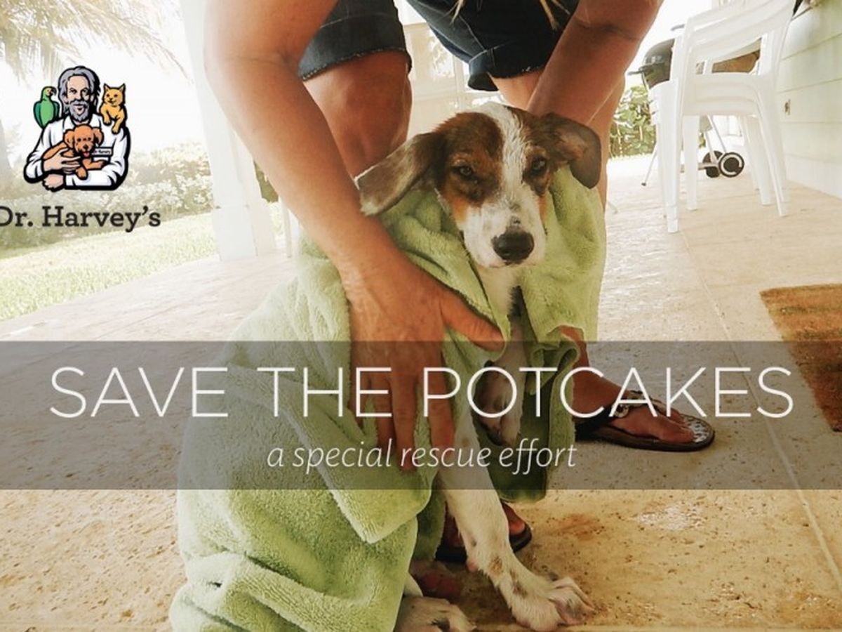 Fundraiser by Wendy Shankin Cohen Project Potcake Help Abaco