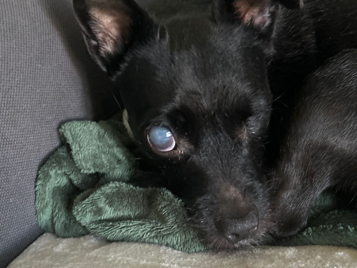 Please help with Lunas 2nd eye removal surgery… campaign photo, 1 of 5