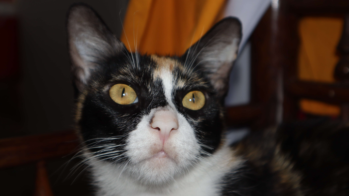 Helping animals get life saving surgeries in poor countries campaign photo, 1 of 3