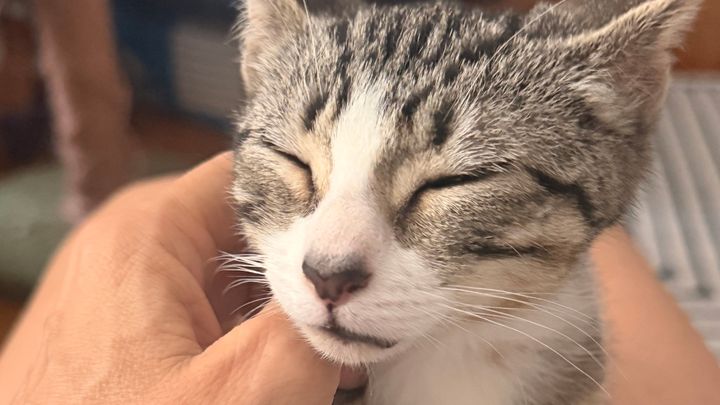 Support life saving work for vulnerable Brooklyn cats! campaign photo, 1 of 5