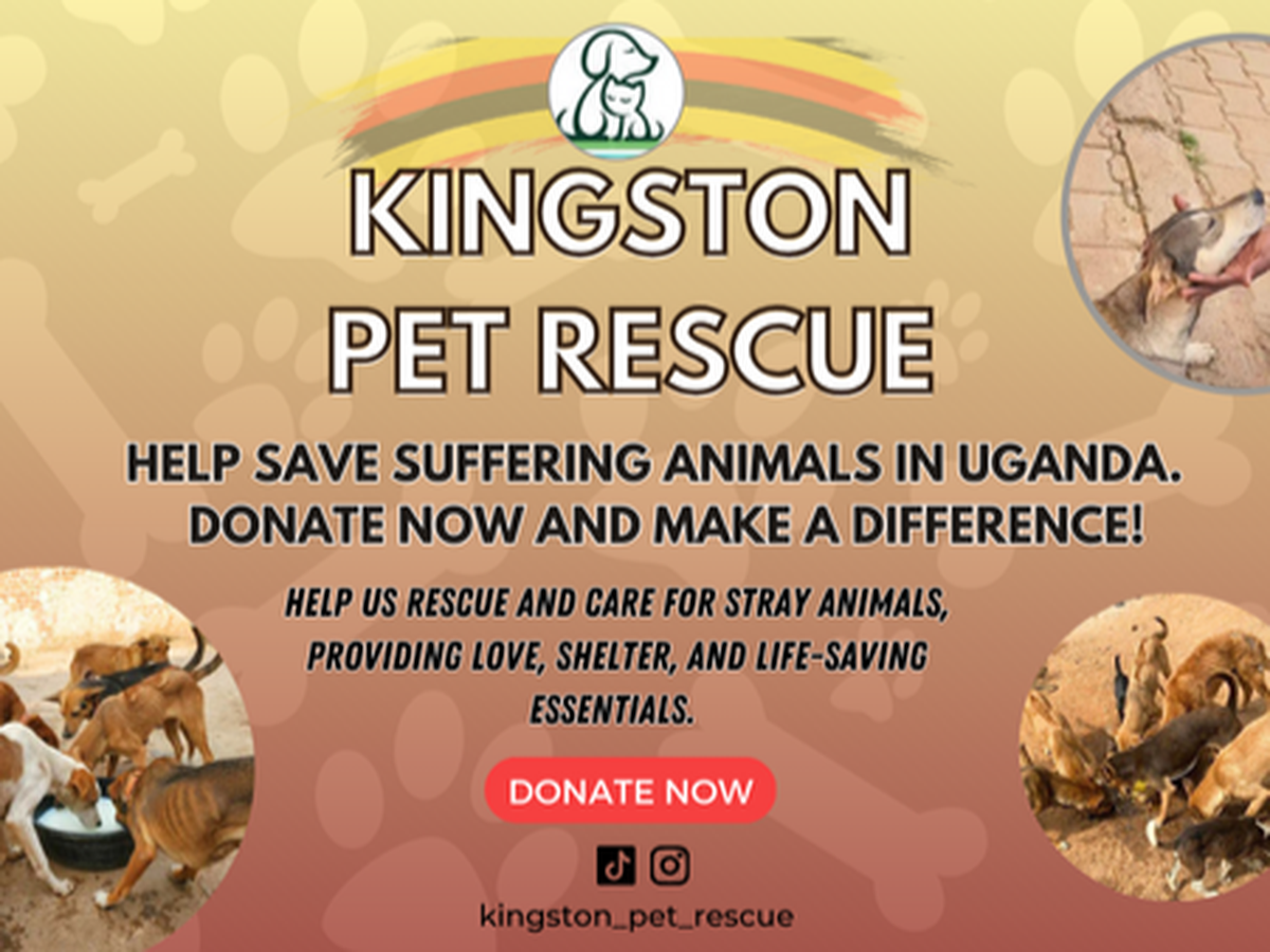 Fundraiser by Miriam R : Rescuing Hope for Stray Souls – Join Us in Making