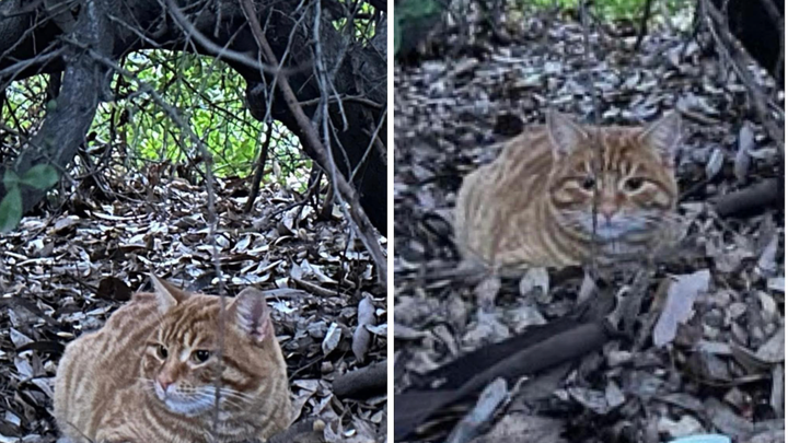 Save Butterscotch: Surgery for His Injured Leg campaign photo, 1 of 8