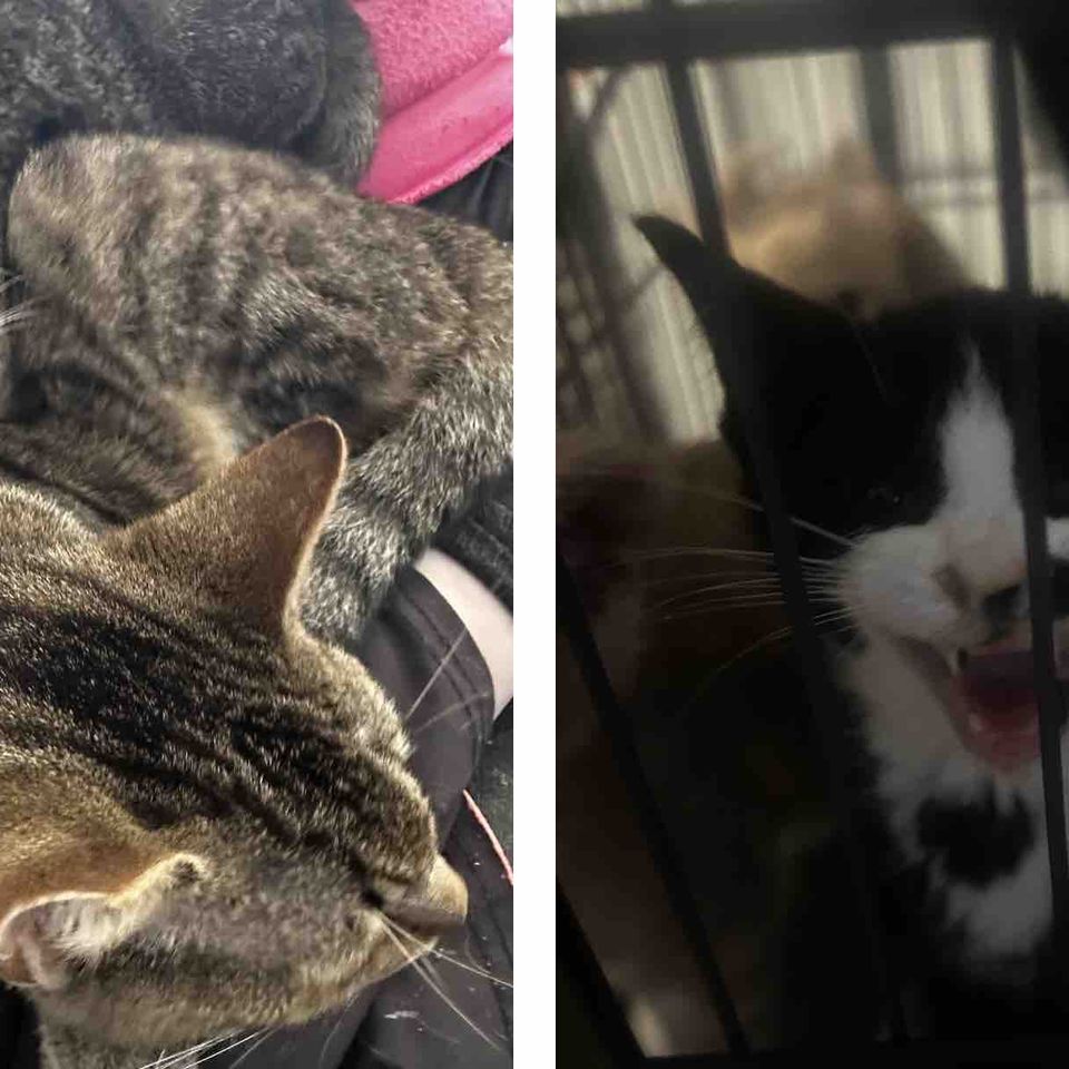 Help save the backyard babies rescue