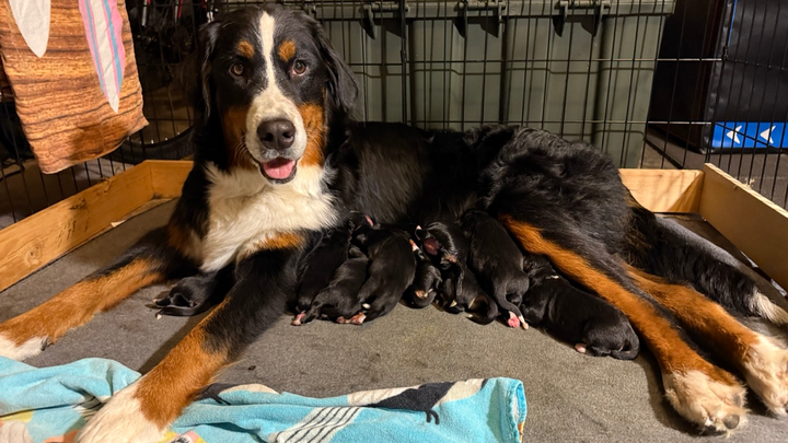Roxy and Newborn Puppies campaign photo, 1 of 3