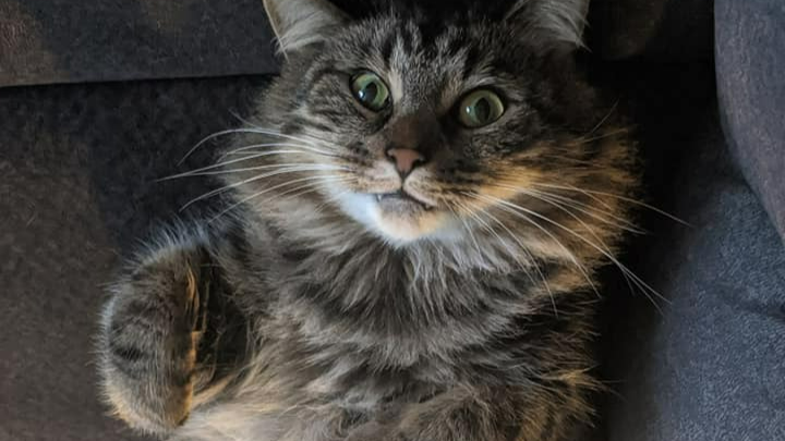 Support Warlock's Urgent Vet Care campaign photo, 1 of 8