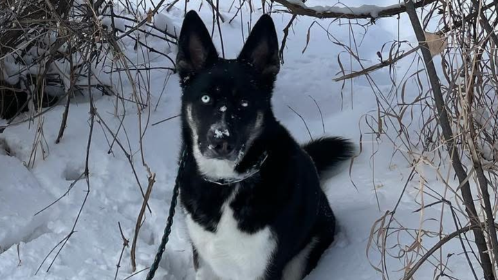 Help Lady Blue Ivy Get the Care She Needs campaign photo, 1 of 7