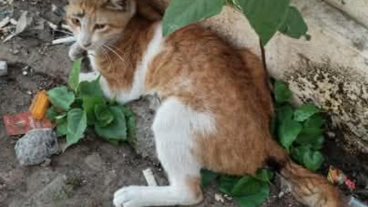 Save a Paralyzed Cat in Urgent Need campaign photo, 1 of 3