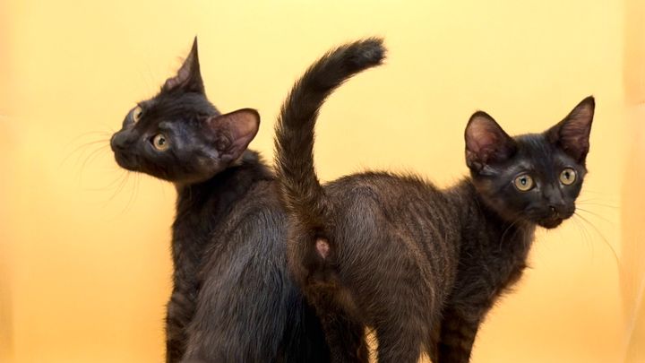 Help Hades & Erebus Start Their Next Chapter campaign photo, 1 of 7