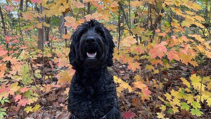 Help Bella Fight Lymphoma campaign photo, 1 of 8