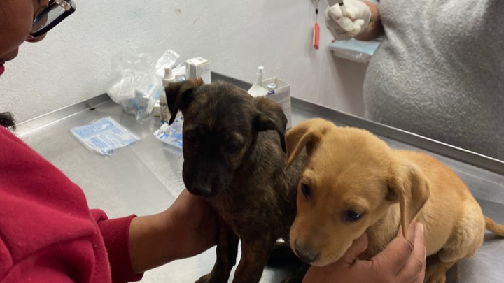 Help Parvo Puppies – Dogs Without Borders Foundation campaign photo, 1 of 8