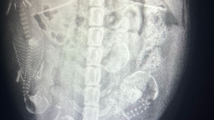 Help Paisley Rae and Her Puppies Get Vet Care campaign photo, 1 of 7
