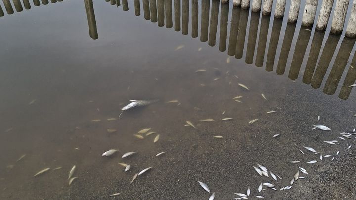 Fischsterben - Helft uns, den Lengenweiler See zu erhalten!