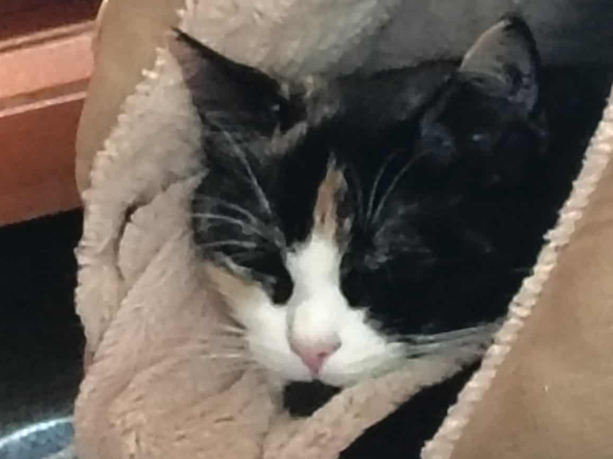 Help Bean MY EMOTIONAL SUPPORT KITTY Get Spayed: campaign photo, 1 of 6