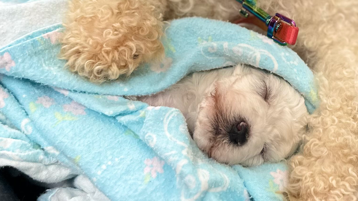 Help save Lucky the baby Bichón’s life…Second Surgery Needed campaign photo, 1 of 8