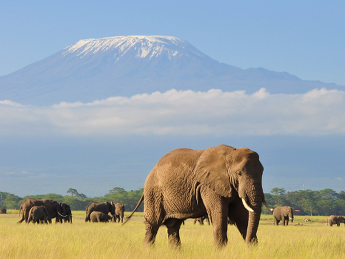 Fundraiser for Victoria Smart by Tilly Smart : Tilly in Kenya 2027 ...