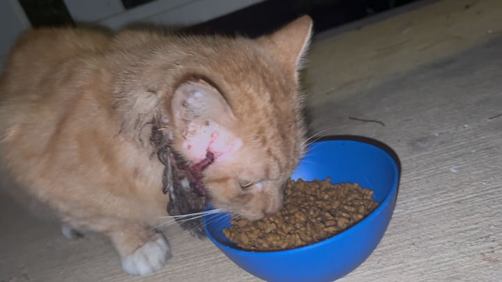 Please help this sweet kitty campaign photo, 1 of 4