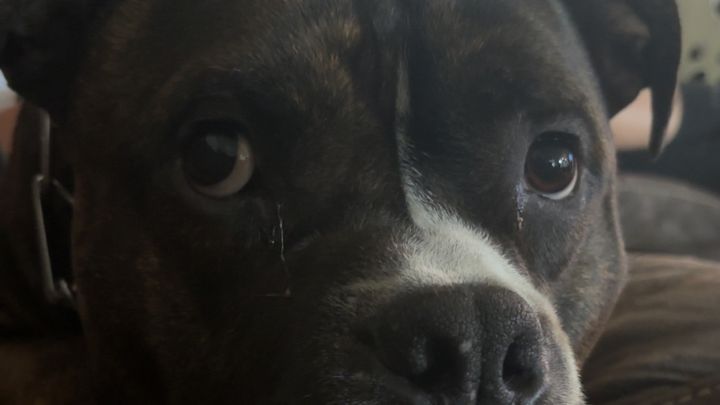 Help My Daughter's Service Dog Get Emergency Care campaign photo, 1 of 7