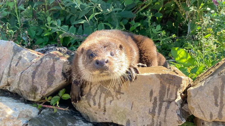 Donate to help orphaned and injured Eurasian Otters campaign photo, 1 of 6