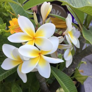 Chanthaly Kong Boutchaleune Family