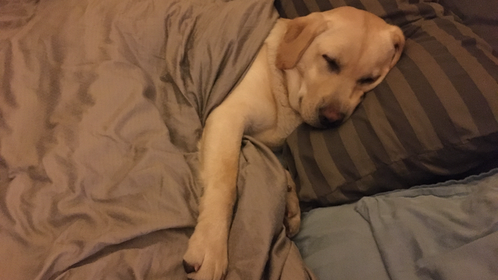 Help Dave & Ollie Recover from Vicious Dog Attack & Medical campaign photo, 1 of 8