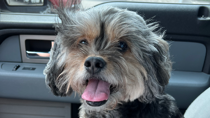 Help Rocky Get Life-Saving Surgery campaign photo, 1 of 8