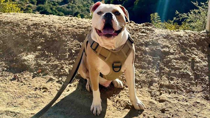 Help Kai Get Back On His Paws campaign photo, 1 of 8