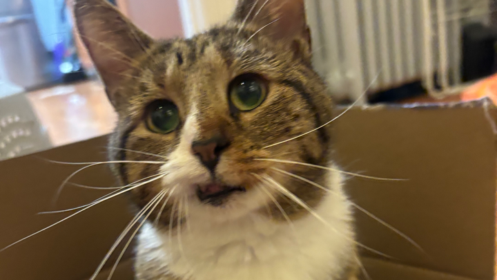 Help Ferguson Get Urgent Dental Surgery campaign photo, 1 of 3