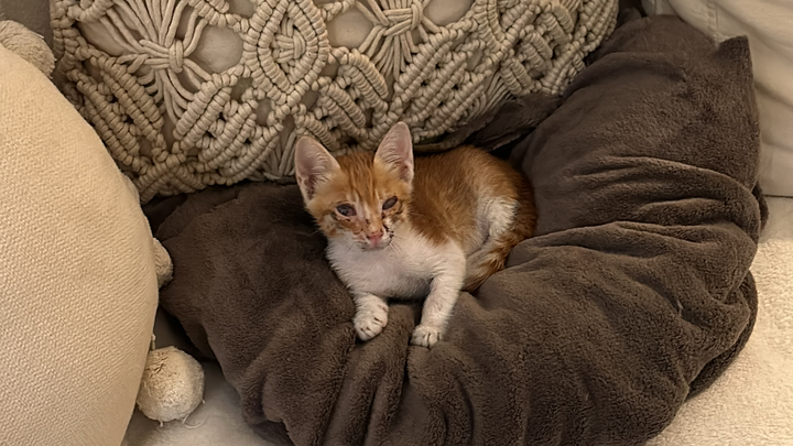 Wobbles’ Journey - Help the Strays campaign photo, 1 of 3