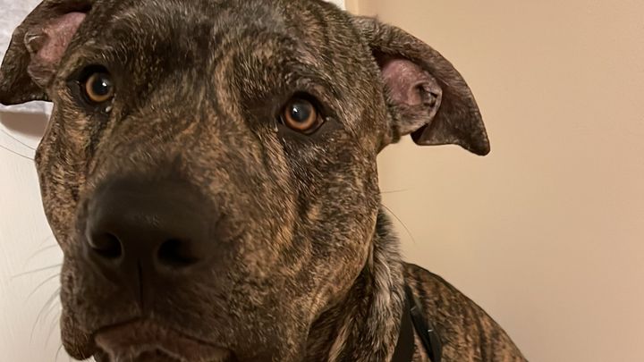 Help Me Honor Brownie campaign photo, 1 of 6