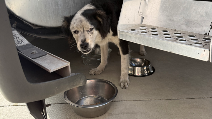 Help Rescue and Rehab Abused Starving Dog campaign photo, 1 of 6