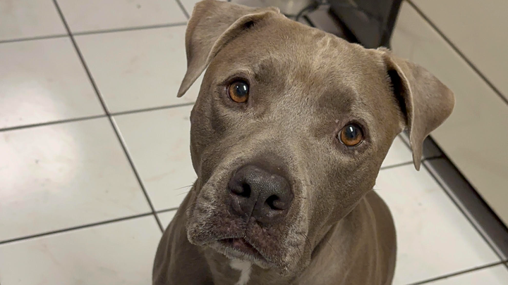 Help Save Pork Chop – Our Sweet Boy Fighting Cancer