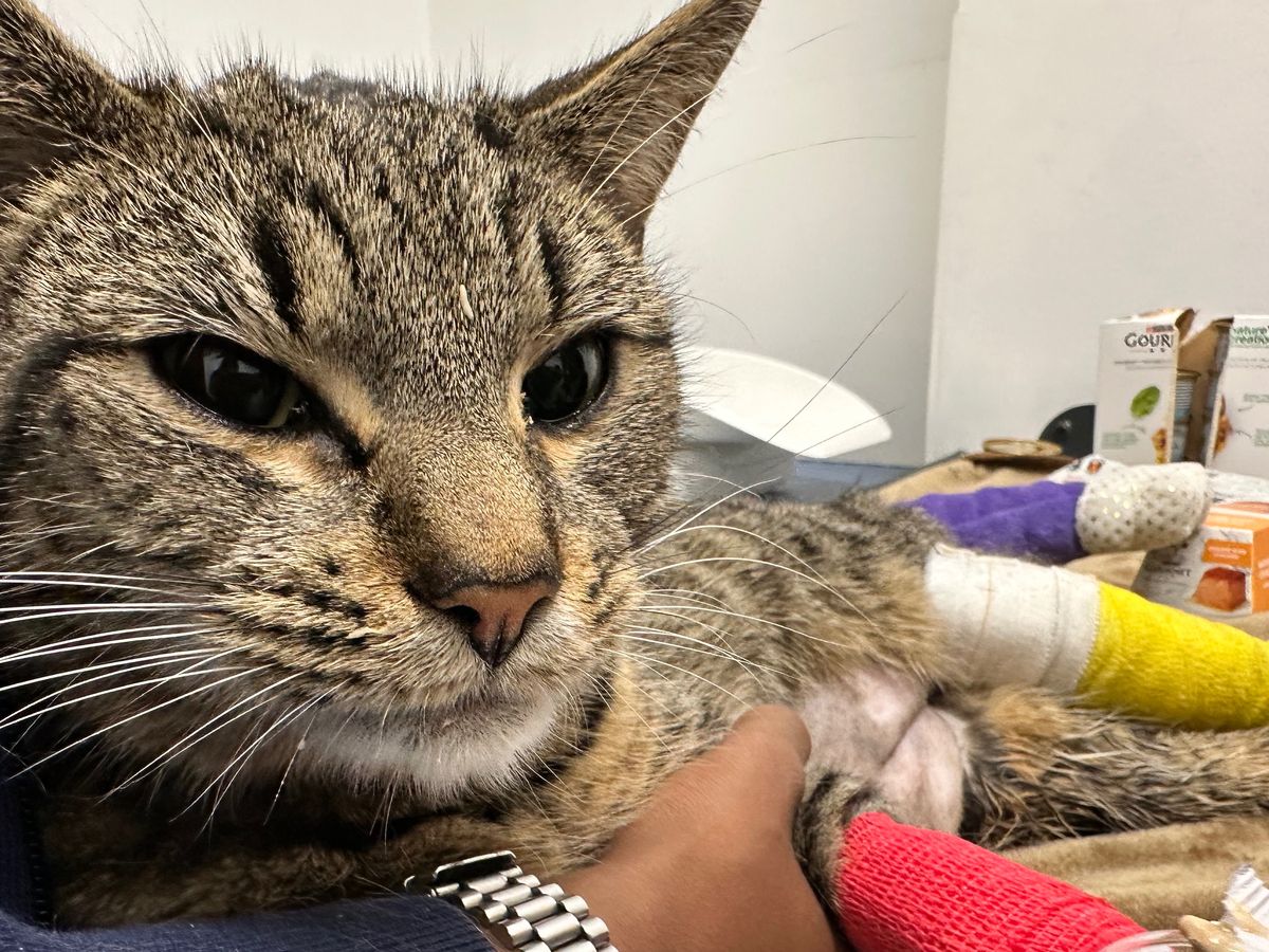 Rascal’s Second Chance — Emergency Surgery Fund campaign photo, 1 of 8