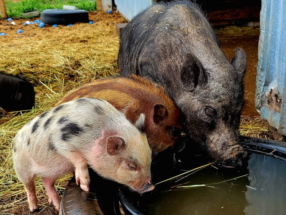 Fundraiser by Toni Webster : Help Us Build a Future for Neglected Farm ...