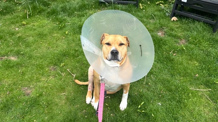 Miyas Second ACL Surgery campaign photo, 1 of 4