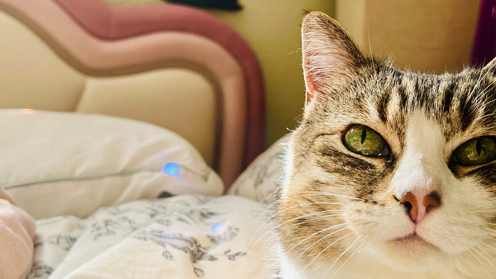 Support Bella B Marie's ER Vet Recovery campaign photo, 1 of 5