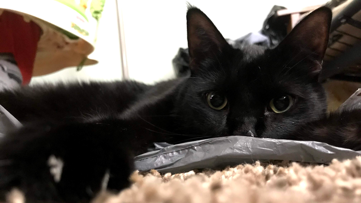 Support Taco's Life-Saving Procedure campaign photo, 1 of 8