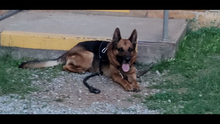 Support Michael in Getting a New Service Dog campaign photo, 1 of 6