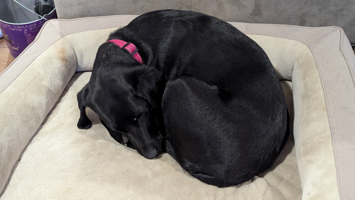 Help Save Pepper: Surgery Needed campaign photo, 1 of 7