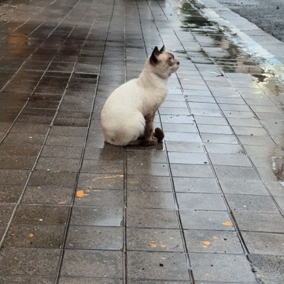 Join PawsOfPR in Caring for Puerto Rico’s Strays