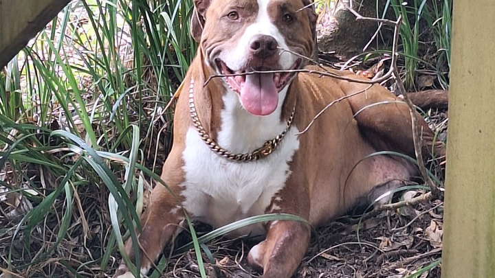 Care for Rooster, the Sweet Support Dog campaign photo, 1 of 7
