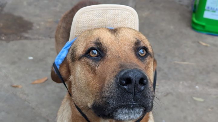Support My Boy's Fight After a Stray Attack campaign photo, 1 of 7